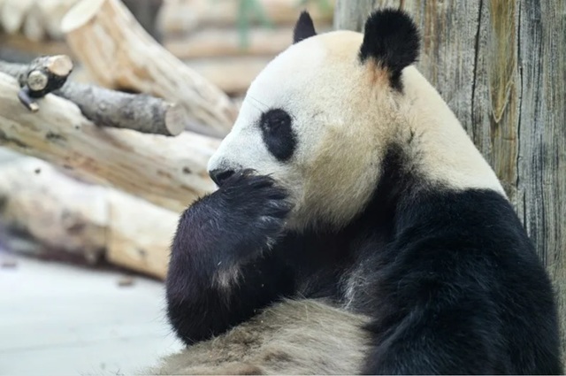 Doi panda uriași trimiși de către China au sosit în Statele Unite, la Atlanta