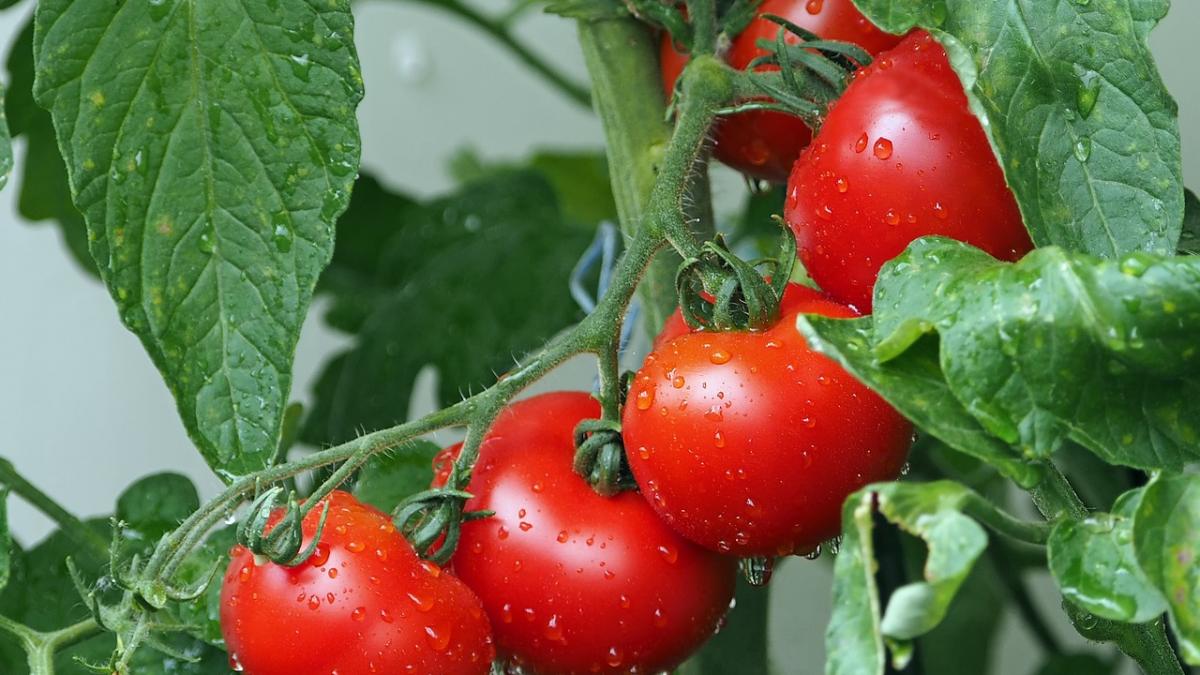 Criza agricolă din Italia: Salatele și roșiile devin rare în supermarketuri din cauza caniculei