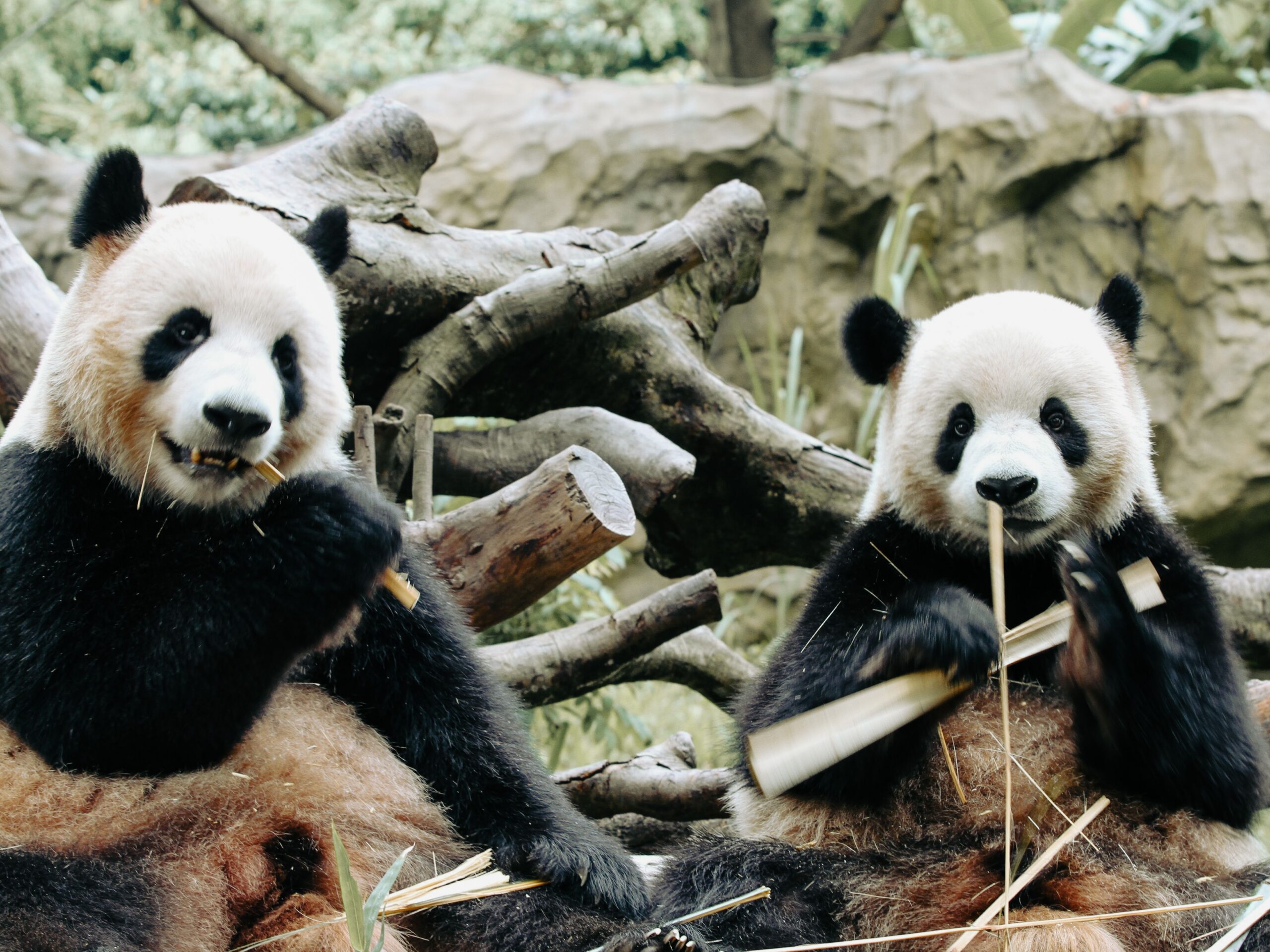 Doi urși panda au sosit în SUA după promisiunea lui Xi Jinping în urma întâlnirii cu Trump