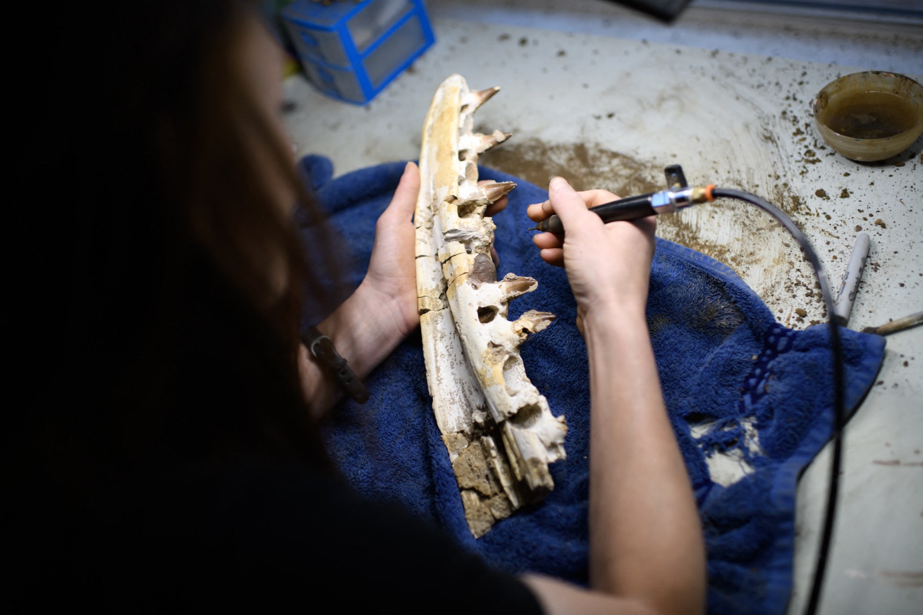 Descoperire paleontologică: Mosasaurii nu au trăit doar în oceane, ci și în ape dulci