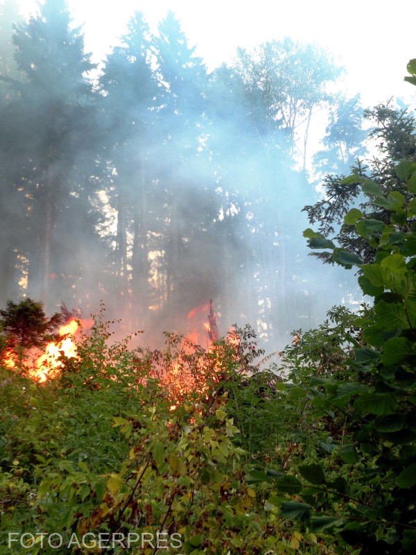 Incendiu masiv în Parcul Național Domogled – Valea Cernei: peste 100 de persoane luptă cu flăcările