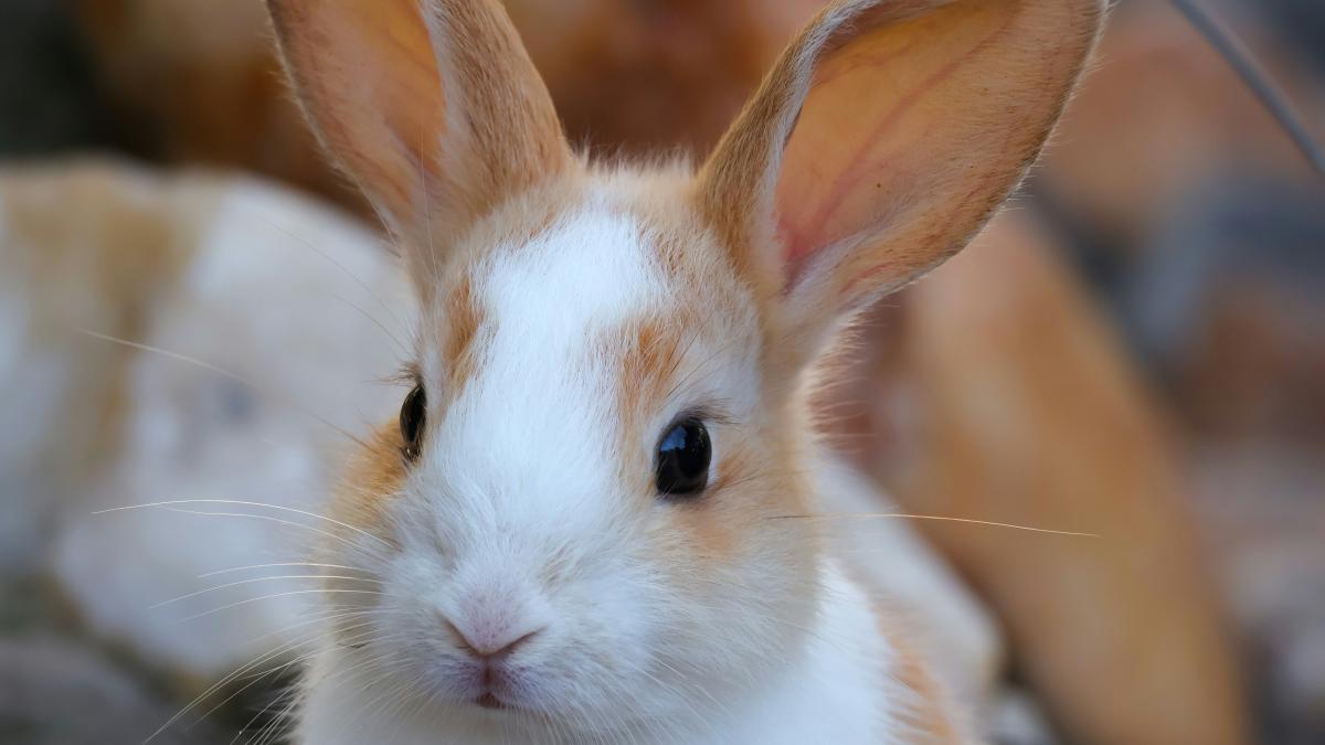 Controverse la Grădina Zoologică Sibiu: un iepure viu a fost oferit ca hrană unui piton