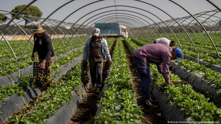 Agricultura intensivă din Spania epuizează resursele de apă ale Parcului Național Doñana