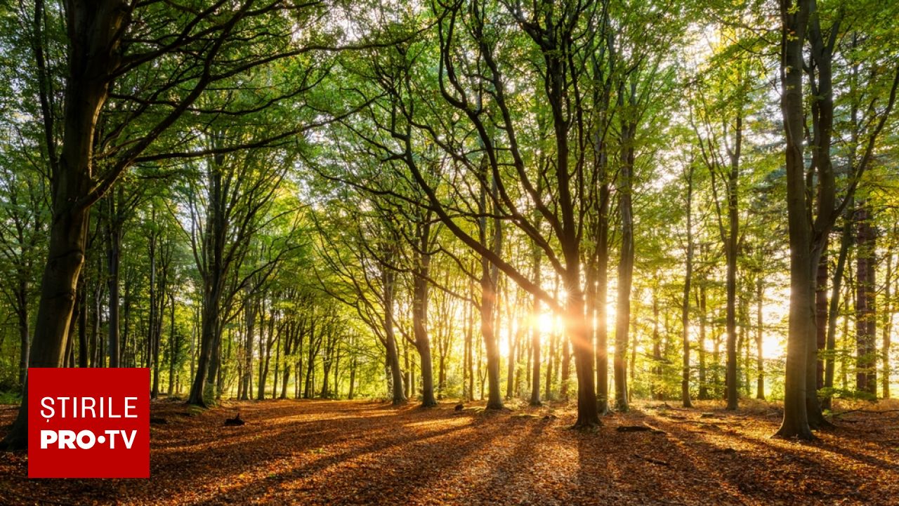 Orașul Lewes din Anglia recunoaște oficial drepturile arborilor și ale vegetației