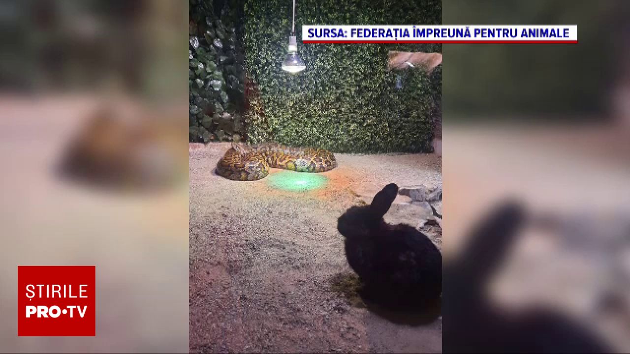 Incident la Grădina Zoologică din Sibiu: un iepure viu a fost hrănit unui piton în fața publicului