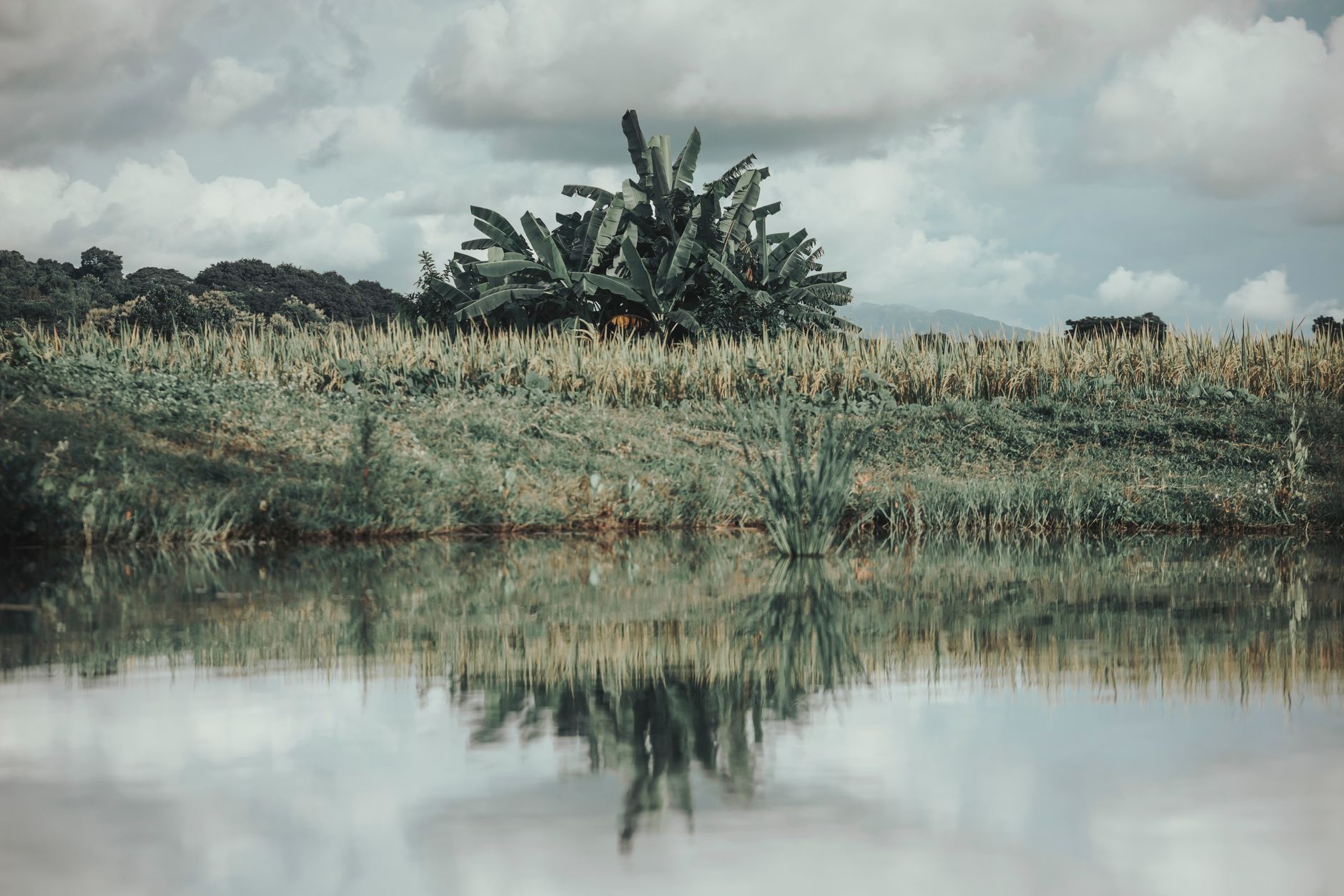 Enset, planta din Etiopia care poate combate foametea globală în contextul crizei climatice