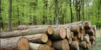 Exploatarea forestieră a înregistrat un avans de 7,5% în 2025, conform datelor INS