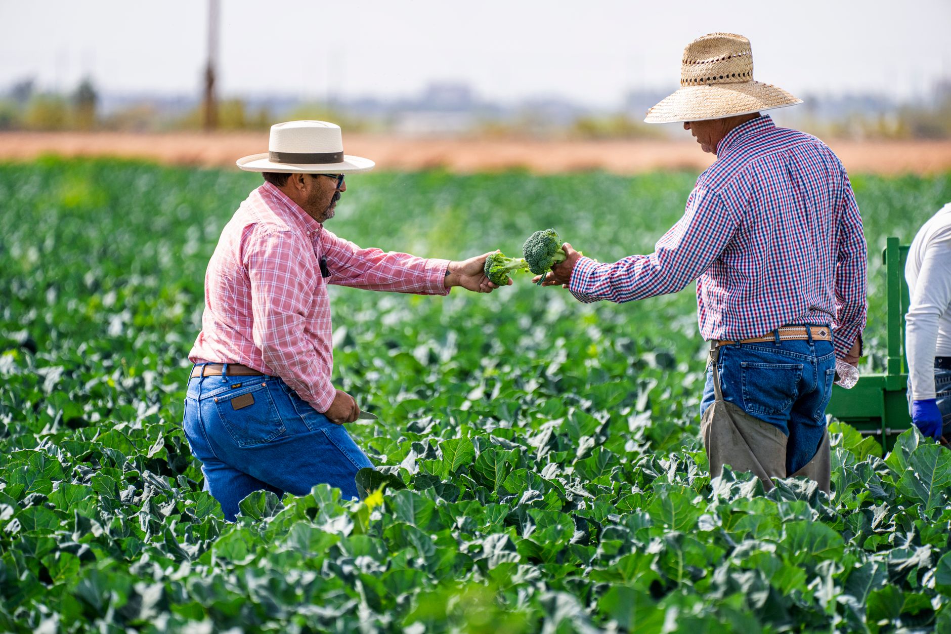 Fermierii sunt parteneri sau consumatori? Analiză asupra dezechilibrului de putere în agricultură