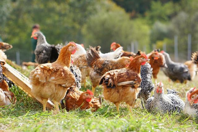 Grupul Carmistin preia activele Grupului Aaylex One pentru a menține funcțională platforma avicolă Cocorico