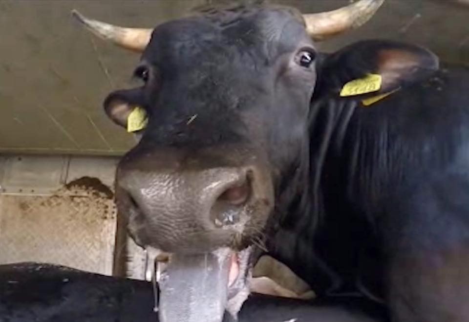 Confirmate cazuri de rabie la bovine în Harghita. Autoritățile au impus zone de protecție