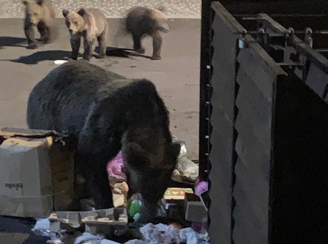 Avertisment de la Primăria Brașov: Hrana lăsată pentru animale atrage urșii în zonele urbane