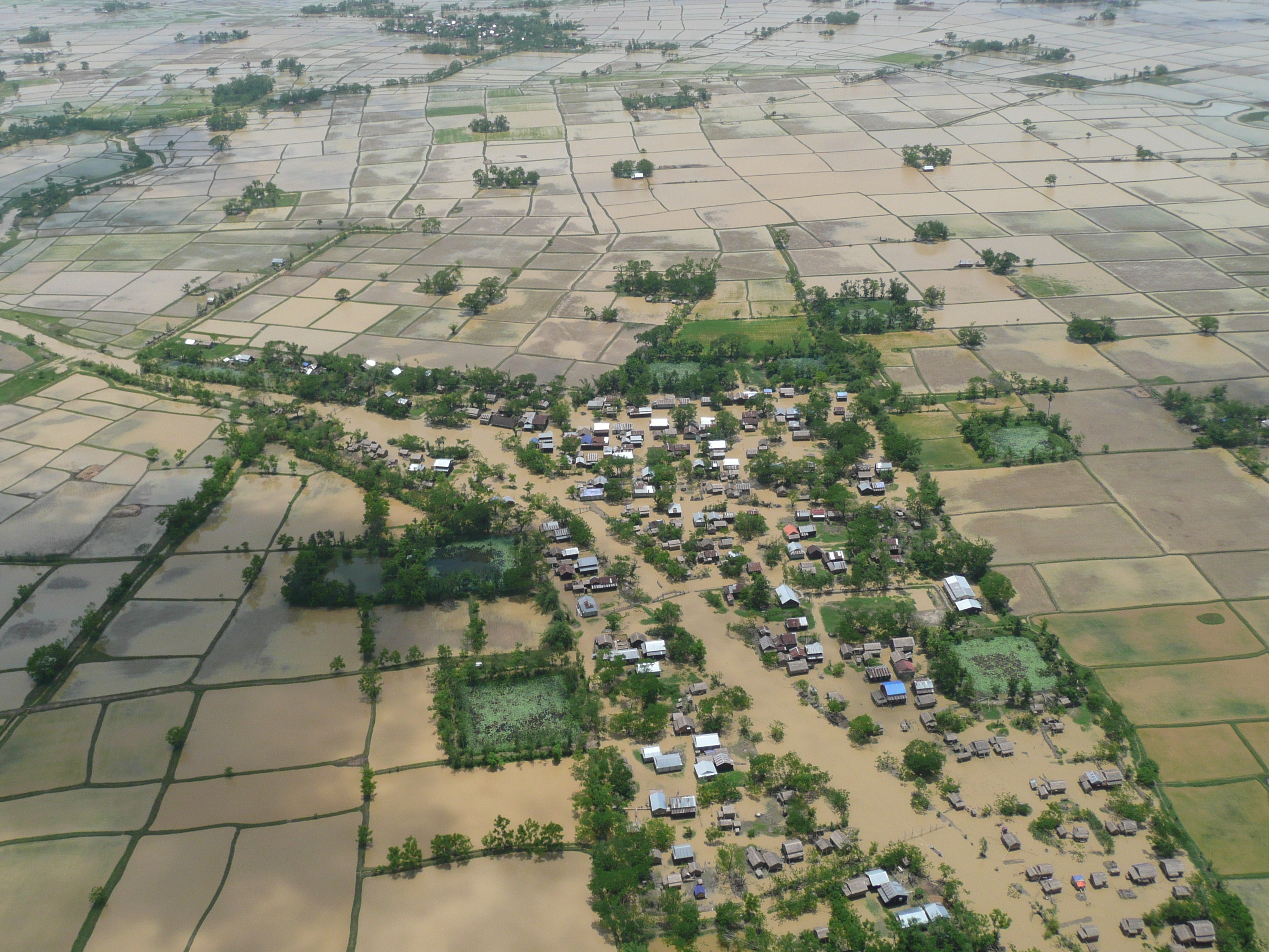 Experiment agricol în Olanda: fermierii înlocuiesc pășunile cu orez pentru a salva solul