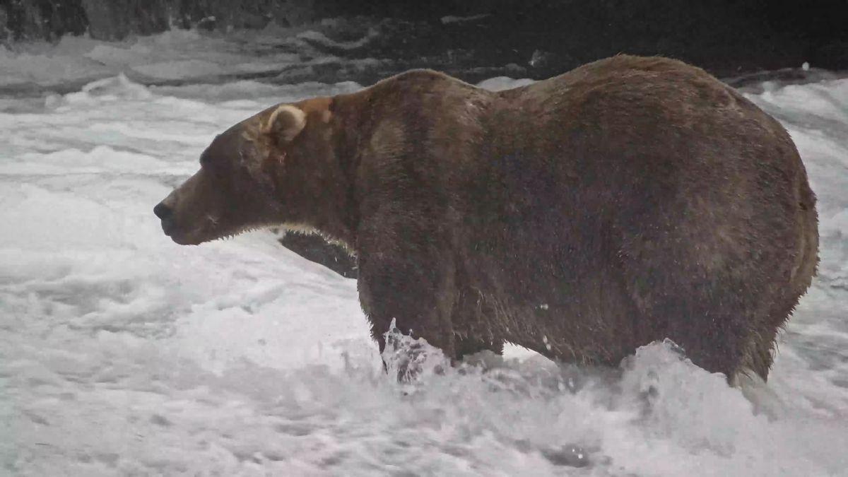 Ursul Backpack câștigă concursul „Fat Bear Week” 2026 în Parcul Național Katmai