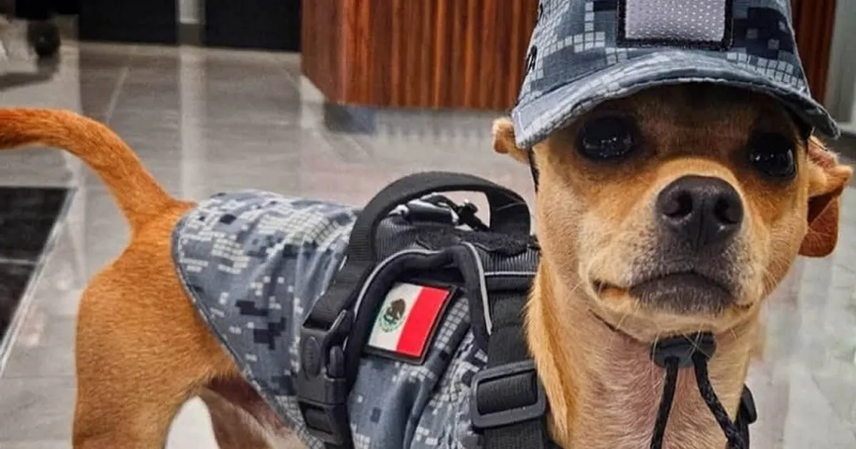 Un chihuahua de doar 21 de centimetri a devenit membru al Gărzii Naționale Mexicane