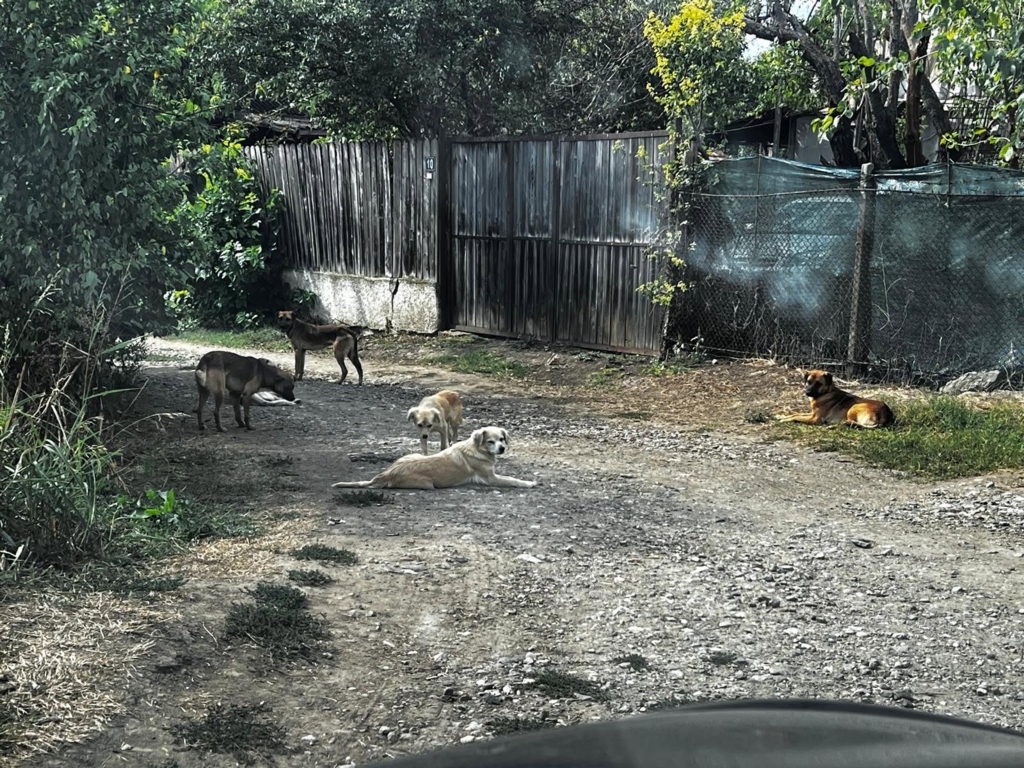 Bărbat reținut în Călărași după ce a ucis un câine și l-a legat de un copac pe stradă