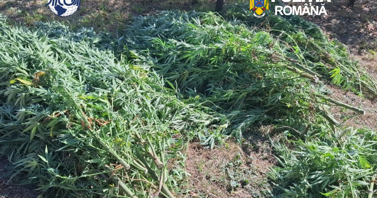 Plantație de canabis descoperită în Sfântu Gheorghe: un bărbat de 62 de ani a fost reținut de DIICOT