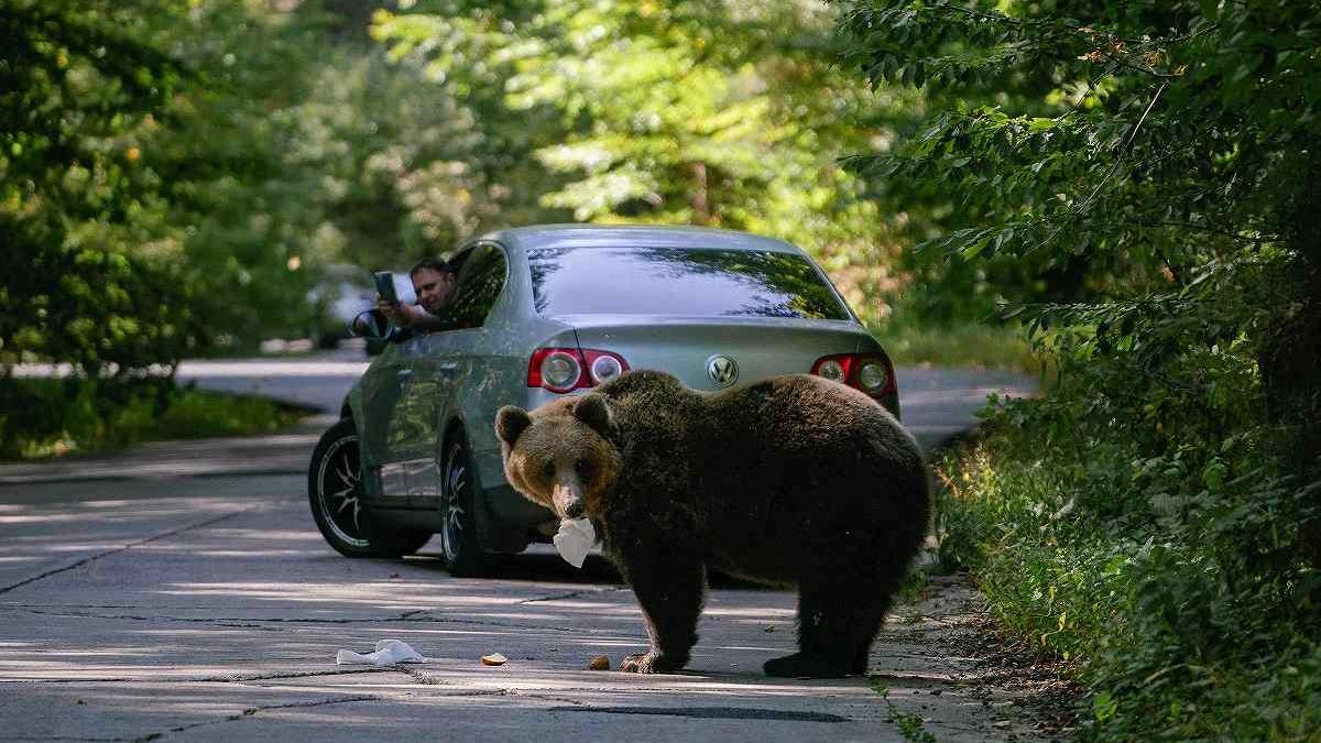 Două accidente cu urși pe drumurile din județul Mureș în doar câteva ore