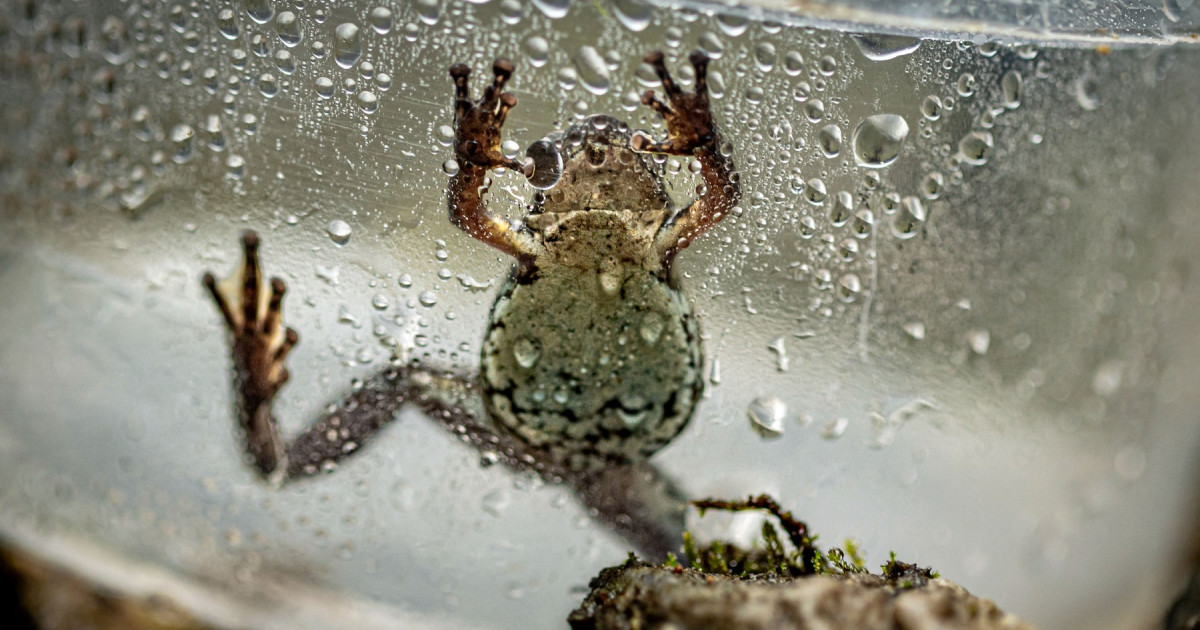 O nouă specie de broască de doar doi centimetri a fost descoperită în Ecuador