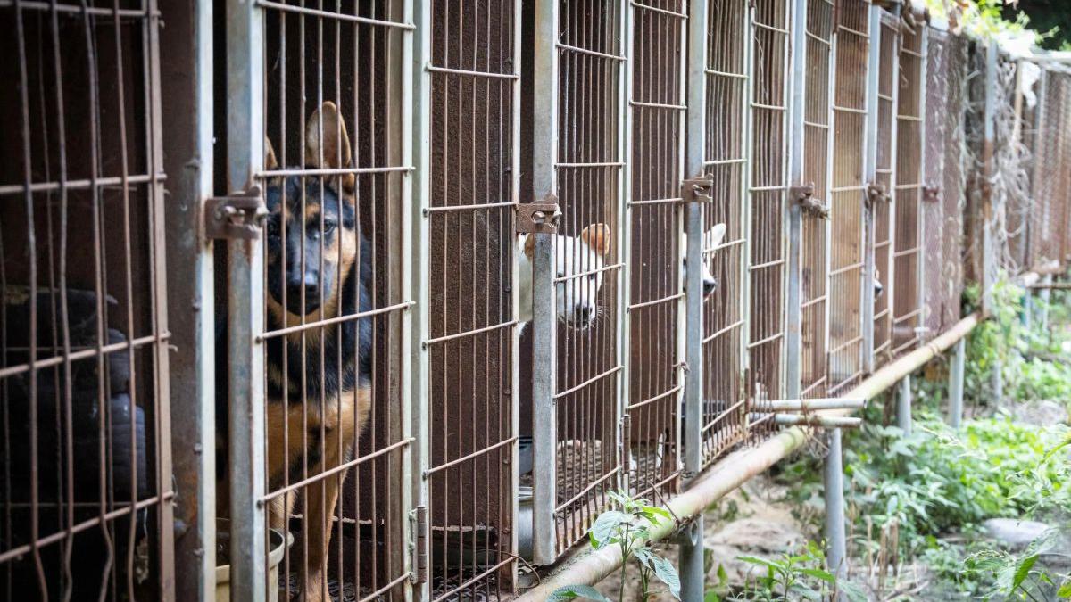 Coreea de Sud: 70 de câini salvați dintr-o fermă de consum înainte de interdicția legii din 2027