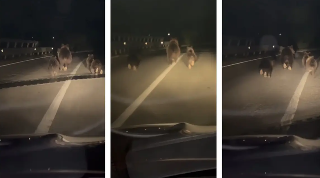 Urși surprinși pe carosabil, pe un pod peste autostradă în județul Alba