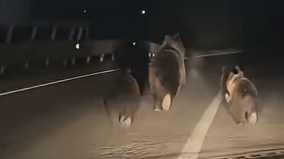 Ursoaică cu trei pui surprinsă pe autostrada A10, în județul Alba