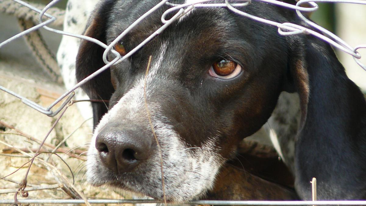 Protest masiv în București pentru protecția animalelor: peste 70 de ONG-uri cer schimbări legislative