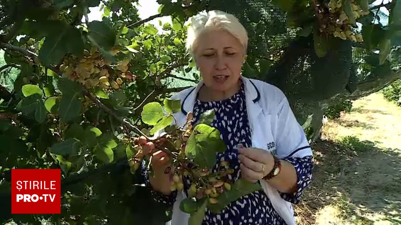 Culturi exotice cu recoltă record în Dăbuleni: fistic, curmale și kiwi în sudul Olteniei