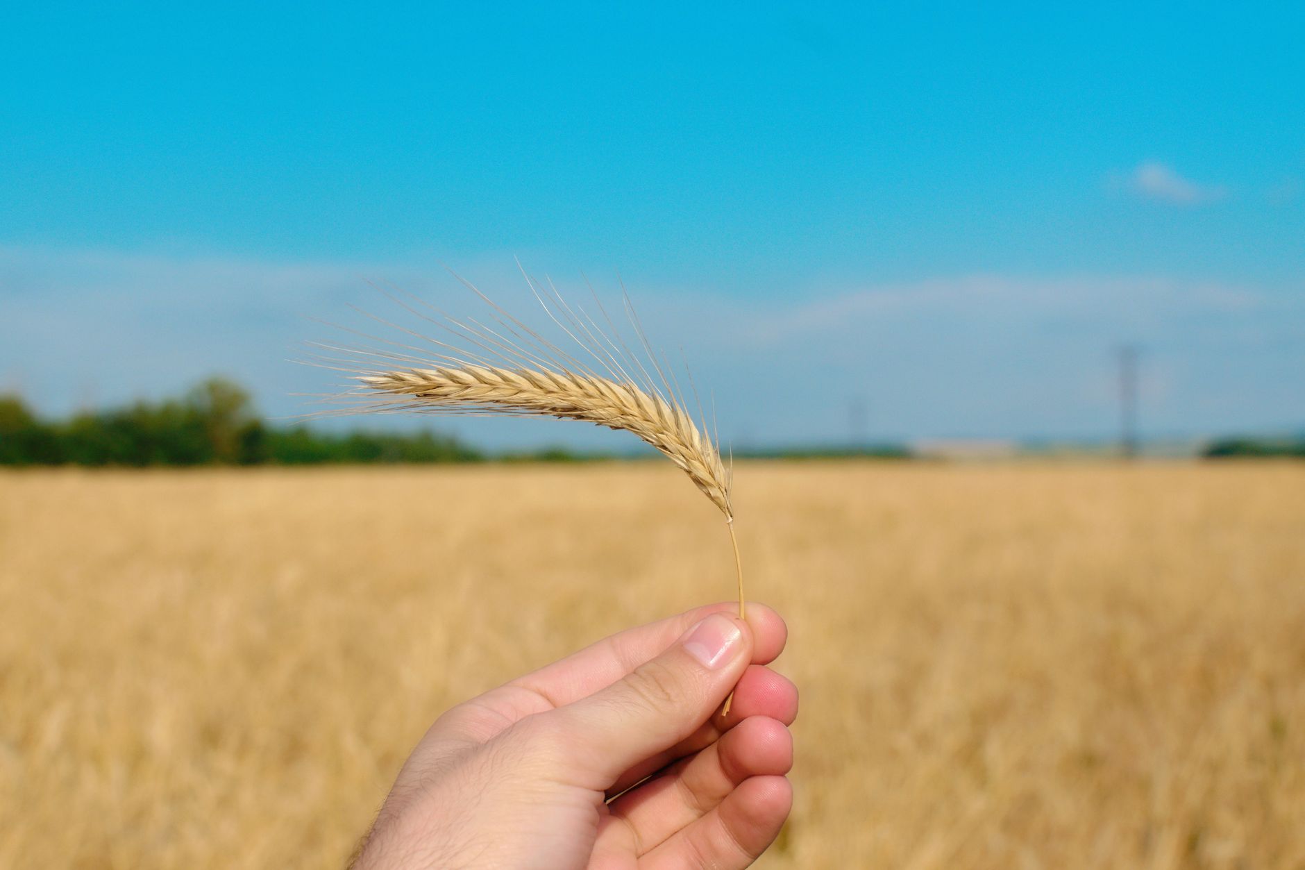 Producția agricolă din România înregistrează creșteri semnificative în 2026