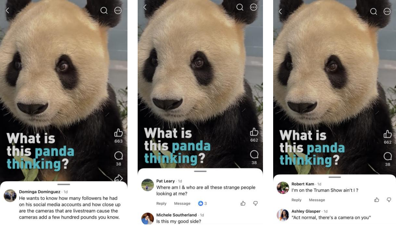 Campania #Pandamaxxing a generat peste 54 de milioane de vizualizări internaționale
