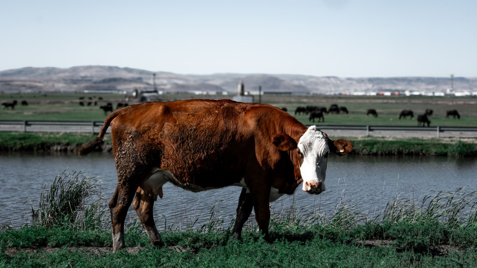 Ferma Black Angus a lui Gigi Nețoiu a fost sancționată cu o nouă amendă de 40.000 de lei