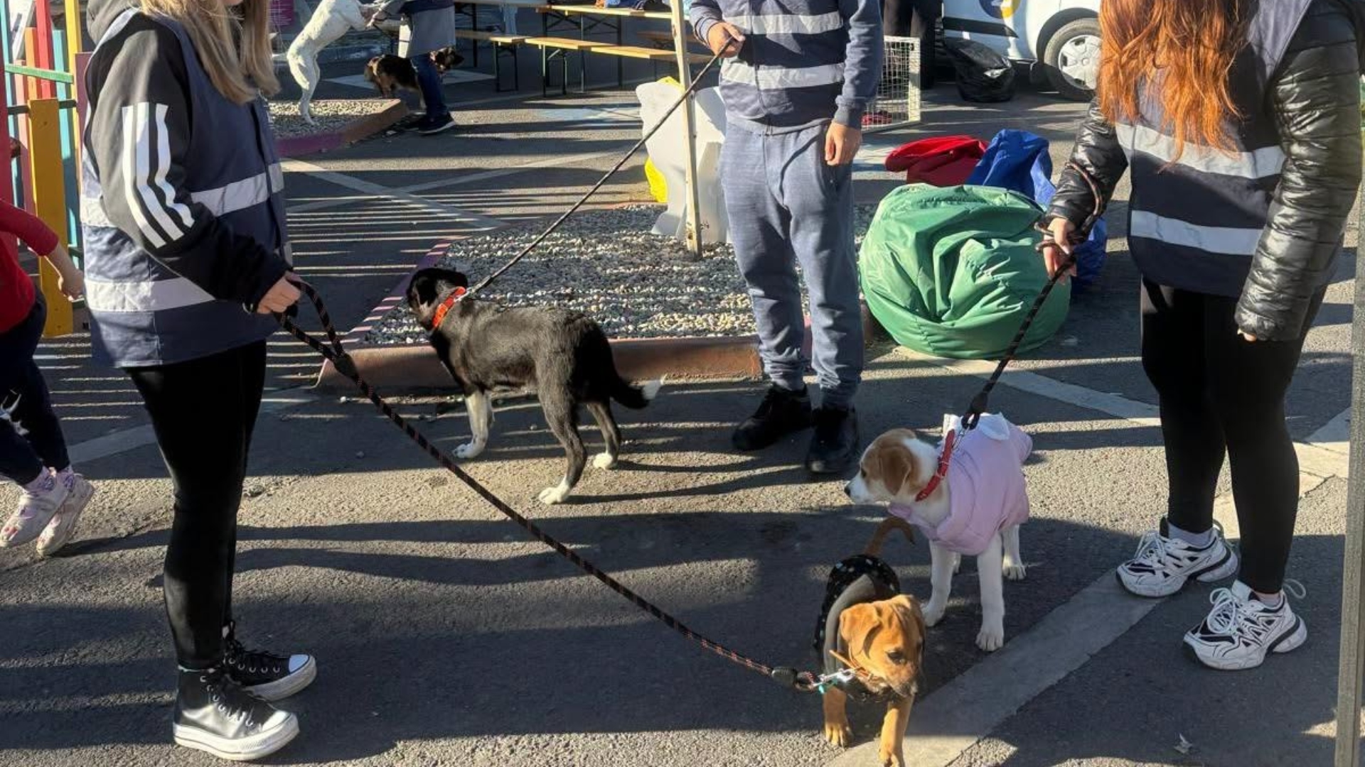 Ultimul târg de adopții de animale în aer liber organizat de ASPA din 2026 va avea loc în Balotești