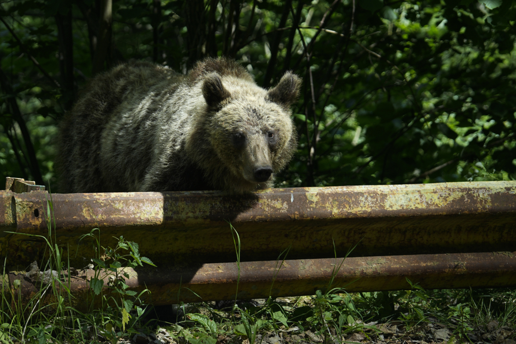 Un sătean a supraviețuit unui atac violent asupra a trei urși în Hunedoara