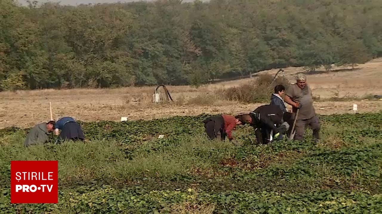 Noul soi de cartof dulce de la Dăbuleni: crește rapid în nisip și are miez galben