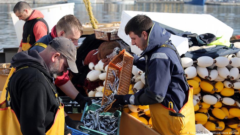 Schimbările climatice și pescuitul excesiv amenință populația de sardine din Marea Adriatică