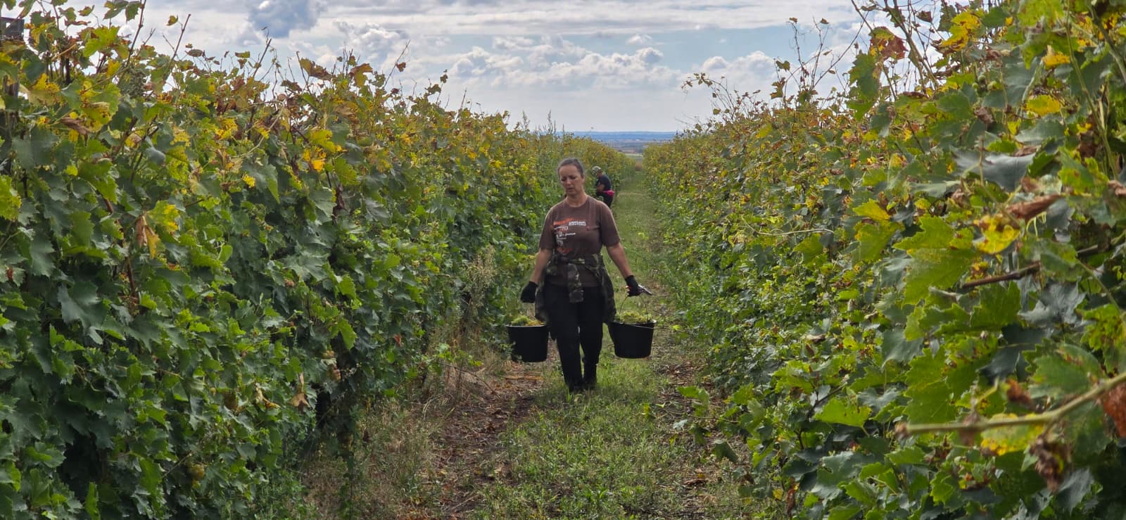 Lipsă de zilieri în podgoriile din Prahova: Viticultorii se confruntă cu dificultăți la culesul strugurilor