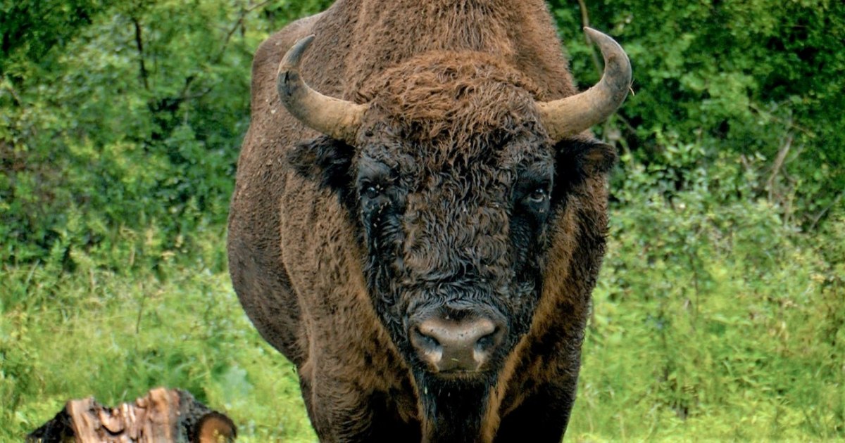 Un zimbru de peste 800 de kilograme a fost găsit decapitat în Bistrița-Năsăud