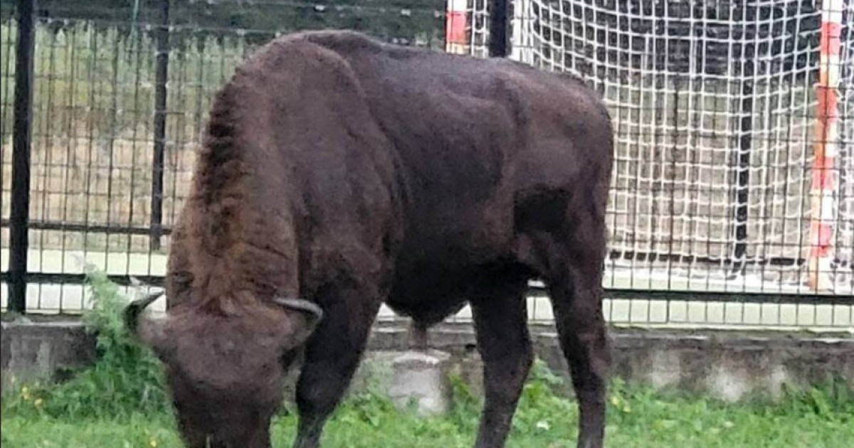 Zimbru de peste 800 de kilograme găsit mort și decapitat în Bistrița-Năsăud. Poliția a deschis anchetă