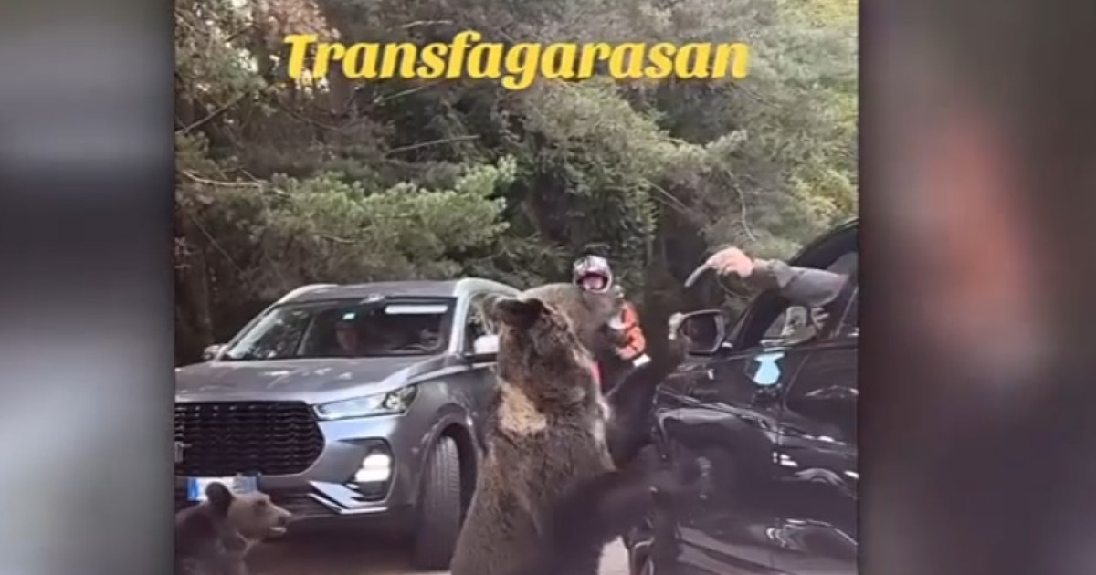 Moment de groază pe Transfăgărășan: o ursoaică a atacat un turist care încerca să o hrănească