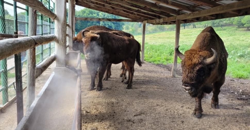 Un zimbru de peste 800 de kilograme a fost găsit mort și decapitat în Bistrița-Năsăud