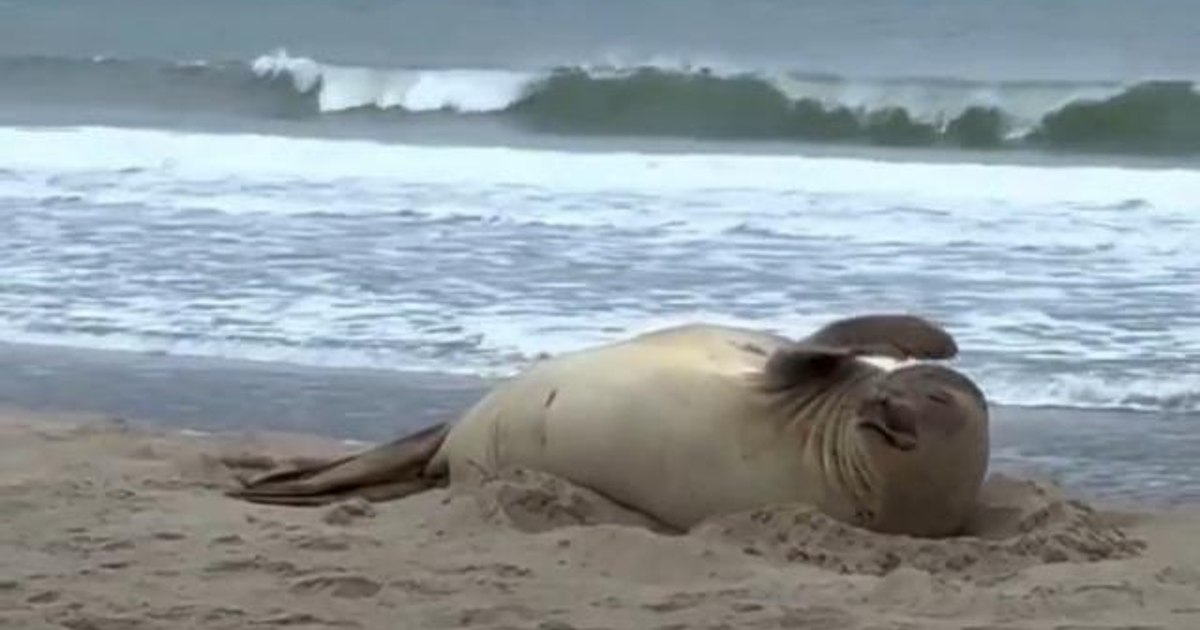Un elefant de mare sudic a surprins turiștii pe plaja Copacabana din Brazilia