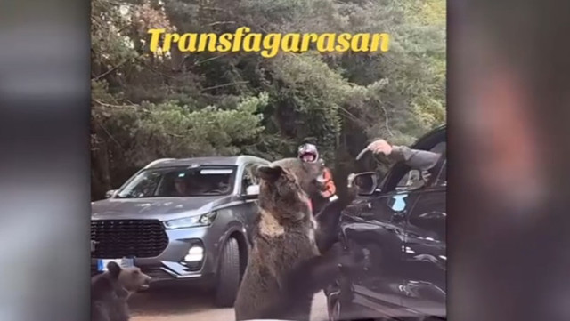 Atac periculos cu un urs pe Transfăgărășan: turistul a încercat să hrănească animalul