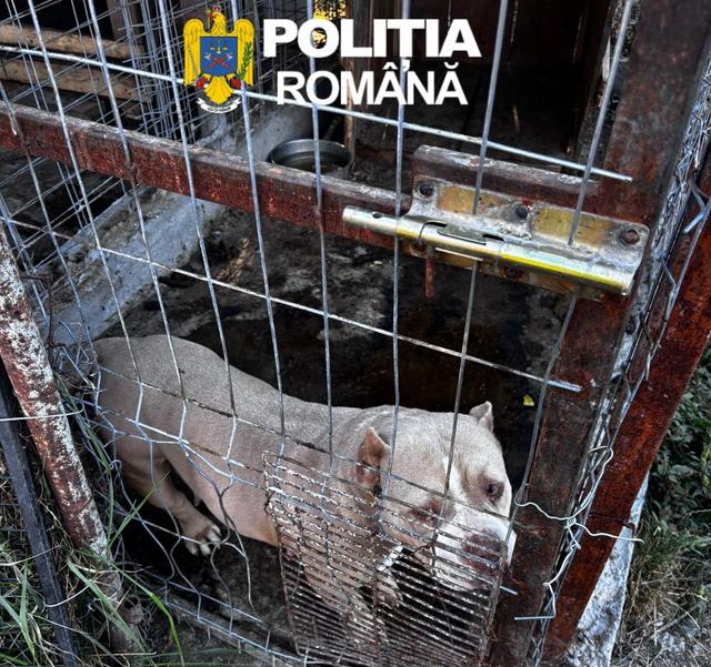 Câini periculoși și cu urechile tăiate, găsiți la un crescător din Timiș. Bărbatul a primit o amendă uriașă