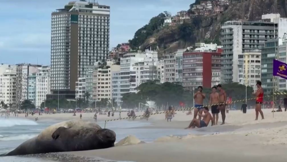 Un elefant de mare a surprins turiștii pe plaja Copacabana din Rio de Janeiro