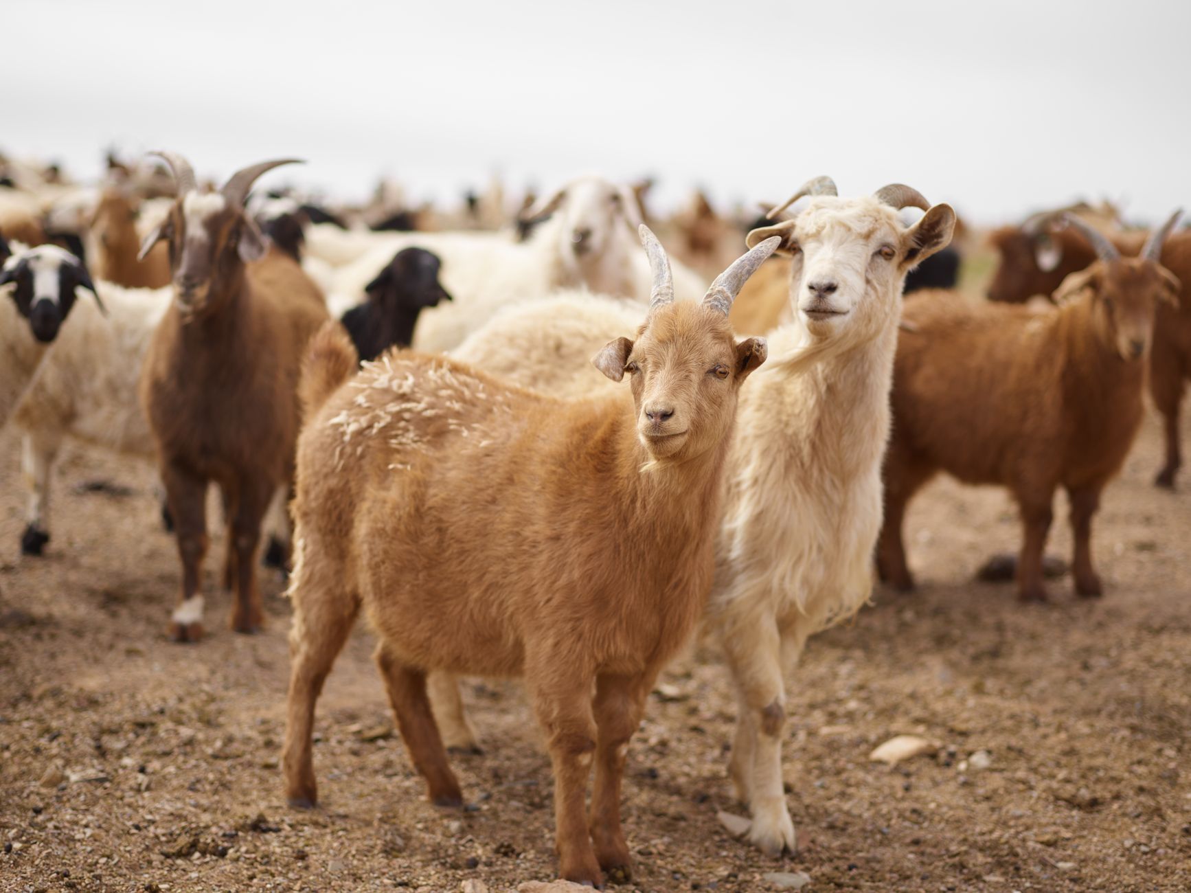 Reluarea exporturilor de animale și produse alimentare către Libia: au fost semnate șase certificate oficiale