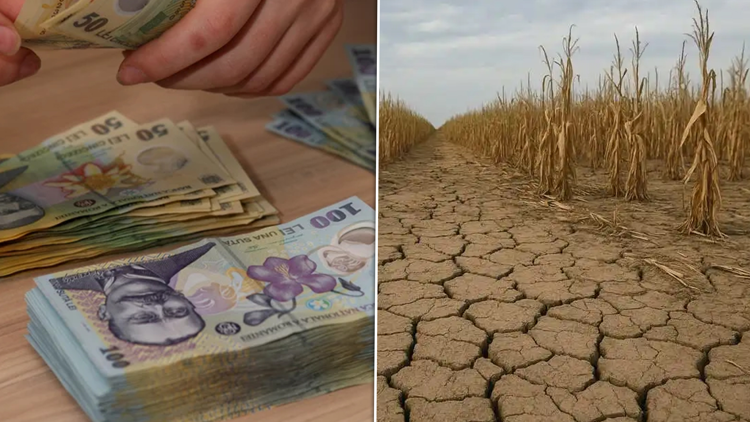 APIA oferă peste 155 de milioane de lei fermierilor afectați de seceta din 2025