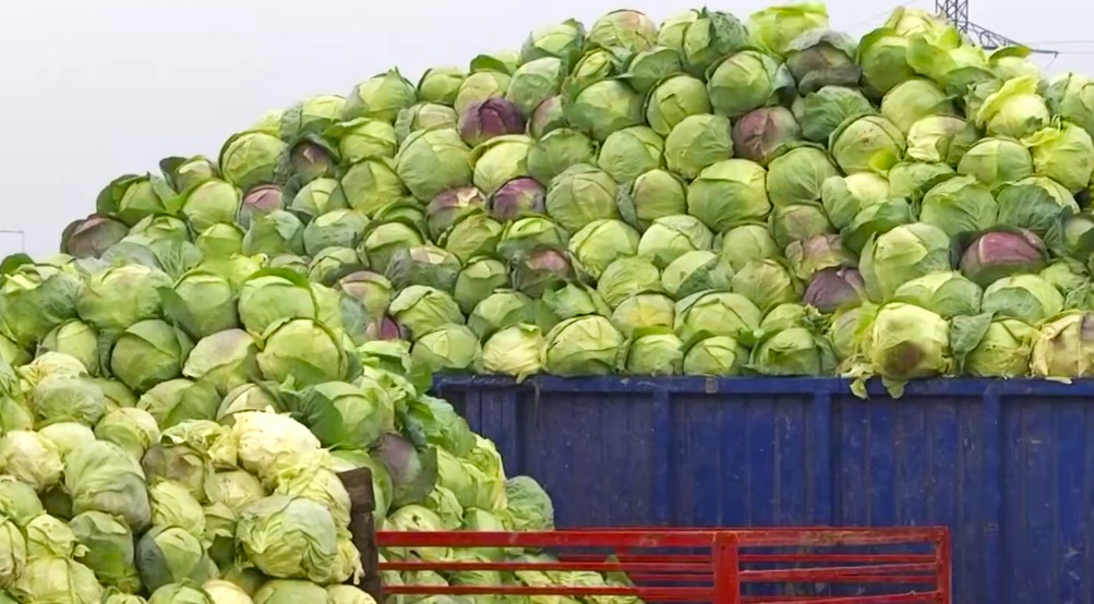 Criză în bazinul legumicol din Dâmbovița: Prețul verzei a scăzut la 40 de bani pe kilogram