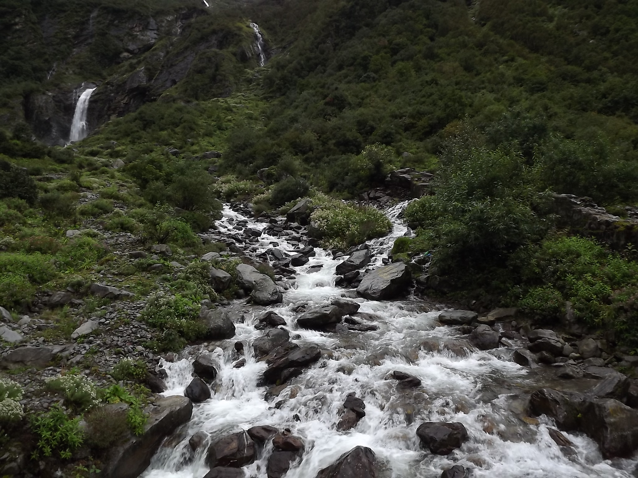 Activitatea umană forțează monalul himalayan să își schimbe cântecul și habitatul