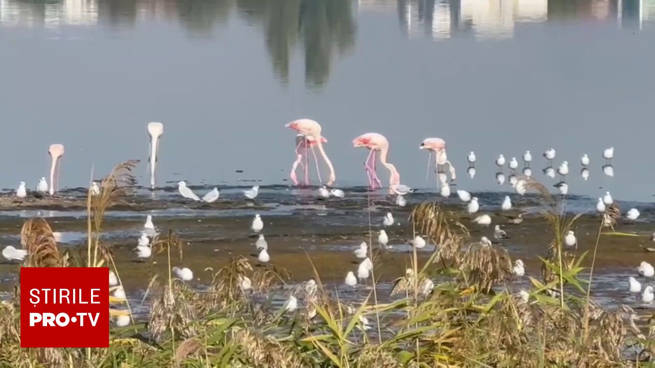 Păsări Flamingo au fost observate pe malul lacului Techirghiol, experții vorbesc despre o posibilă populație rezidentă
