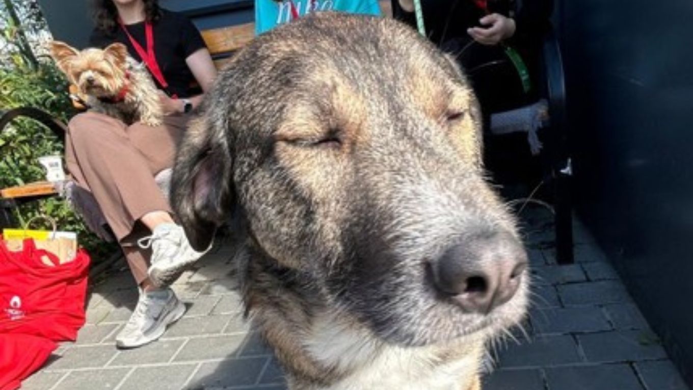 Un câine din Iași va fi primul donator al unei bănci de sânge pentru animale