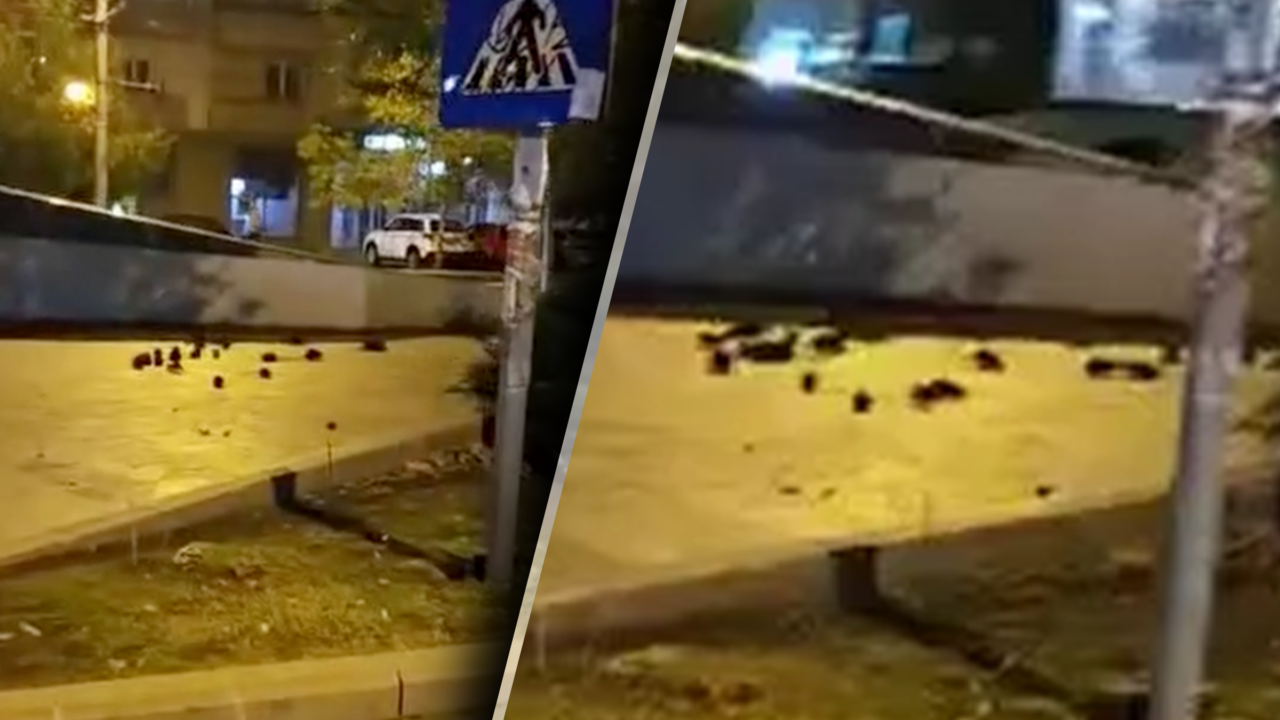 Imagini alarmante în centrul Bucureștiului: zeci de șobolani au fost surprinși pe trotuare